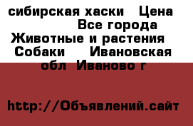 l: сибирская хаски › Цена ­ 10 000 - Все города Животные и растения » Собаки   . Ивановская обл.,Иваново г.